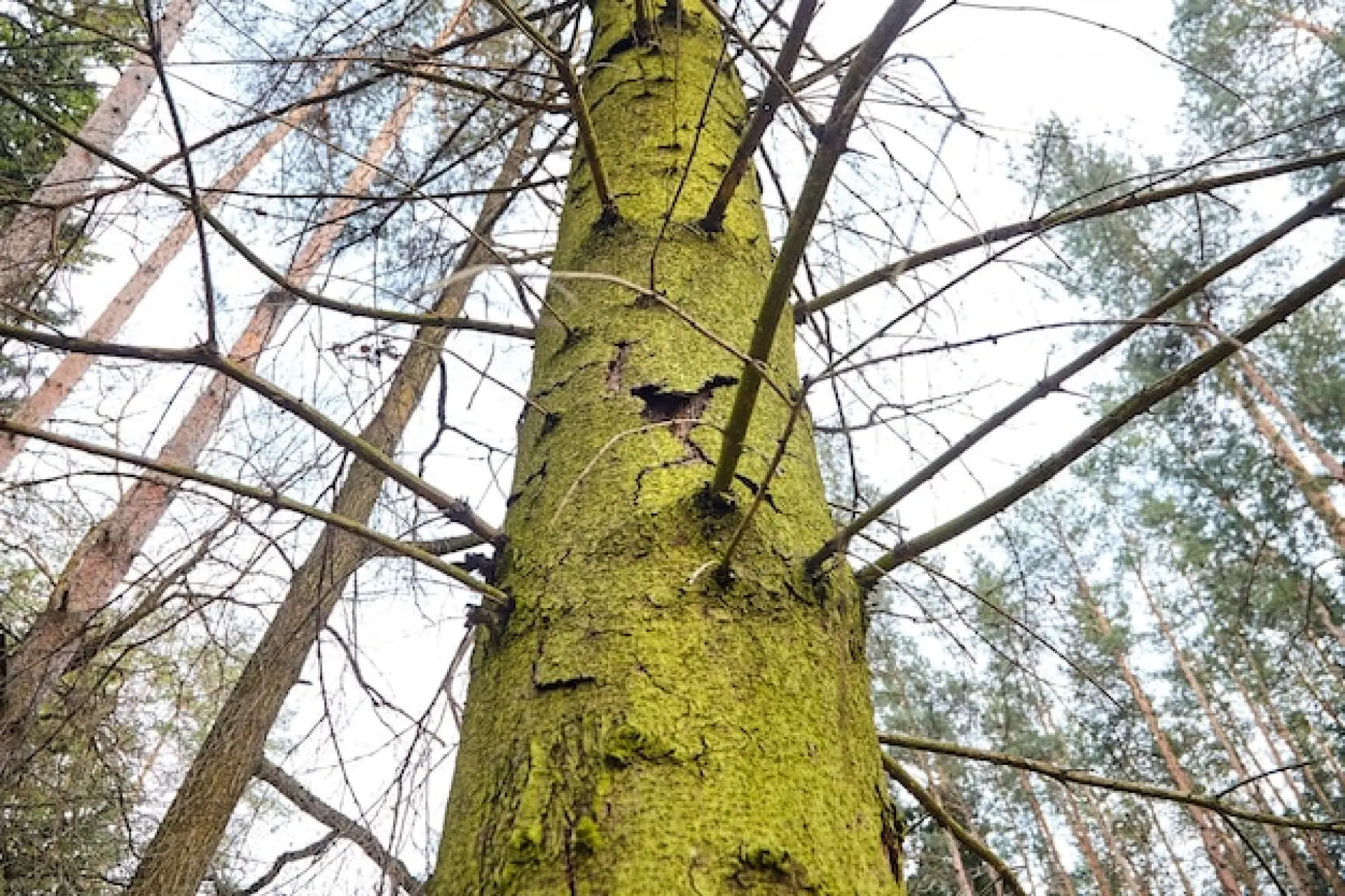 What Factors Affect The Price of Tree Removal