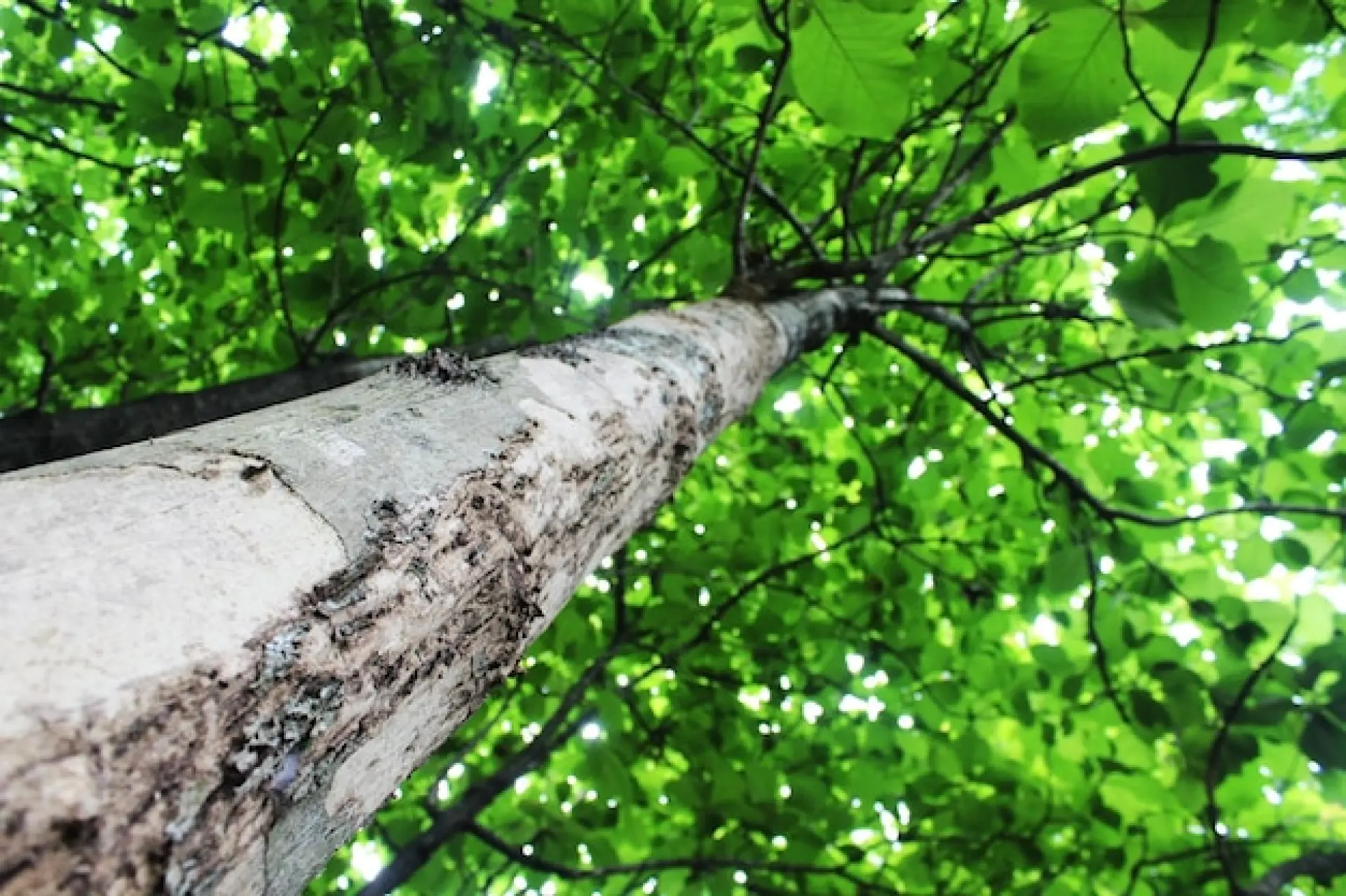 What Factors Affect The Price of Tree Removal What Factors Affect The Price of Tree Removal