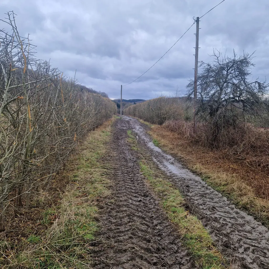 Tree and Vegetation Clearance Malvern, Ledbury, Worcester
