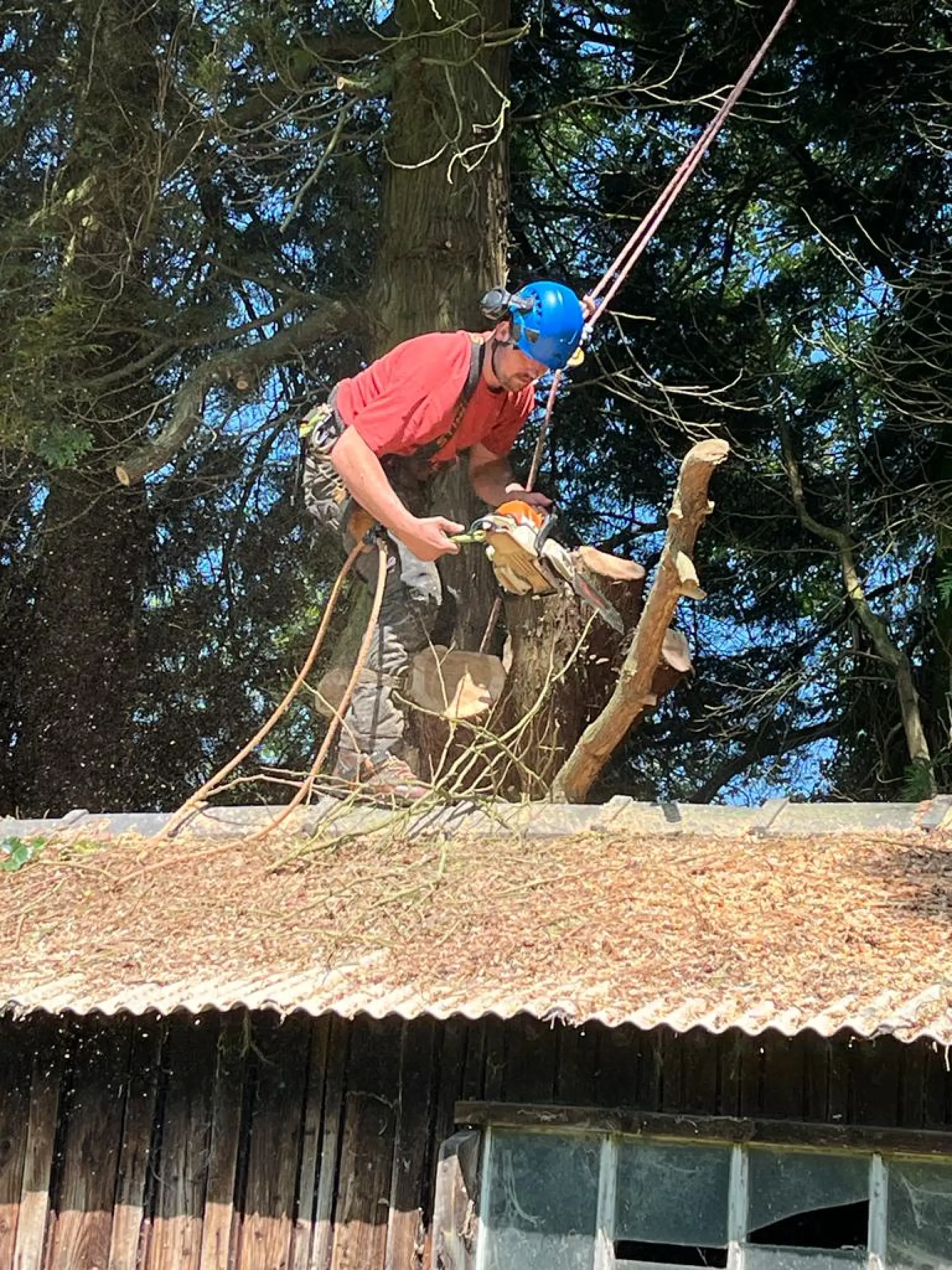 Tree Removal Services Malvern, Ledbury, Worcester