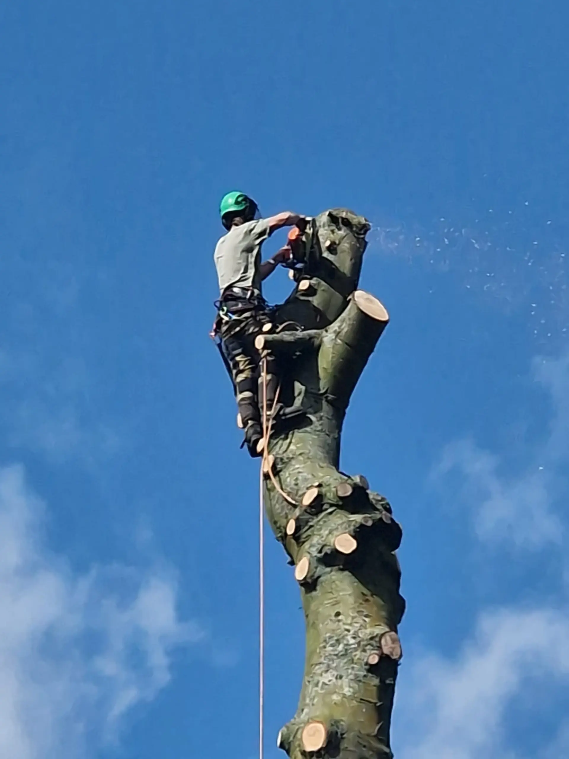 Tree Surgeons Malvern, Ledbury, Worcester