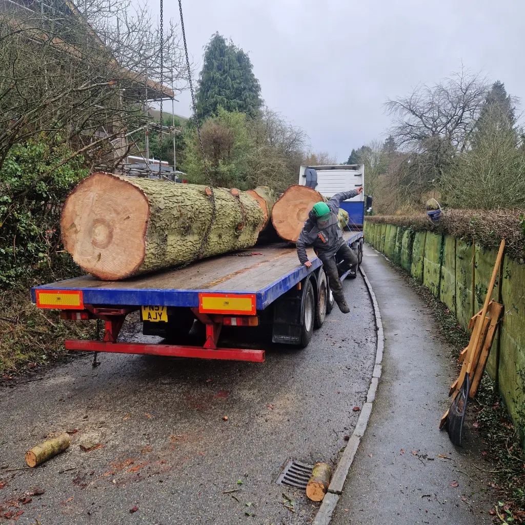 Tree Removal Malvern, Ledbury, Worcester