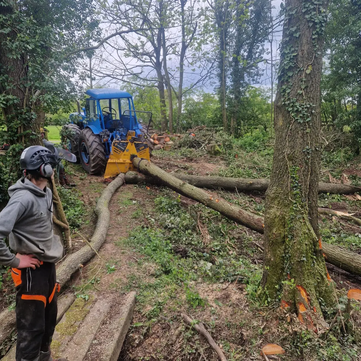 Forestry Management Services | Malvern, Ledbury, Worcester