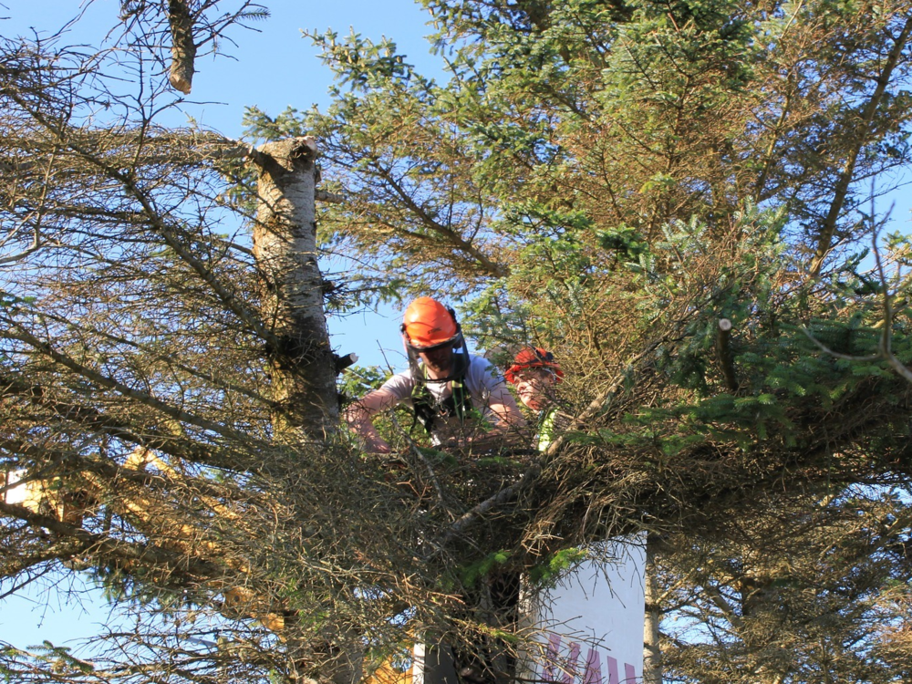 Emergency vs Non-Urgent Tree Removal Image