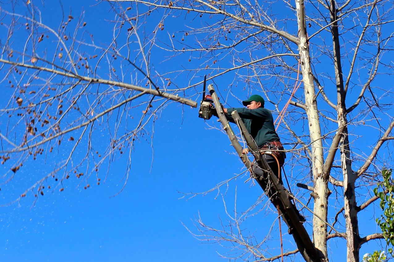 Signs That a Tree Poses an Immediate Danger Image