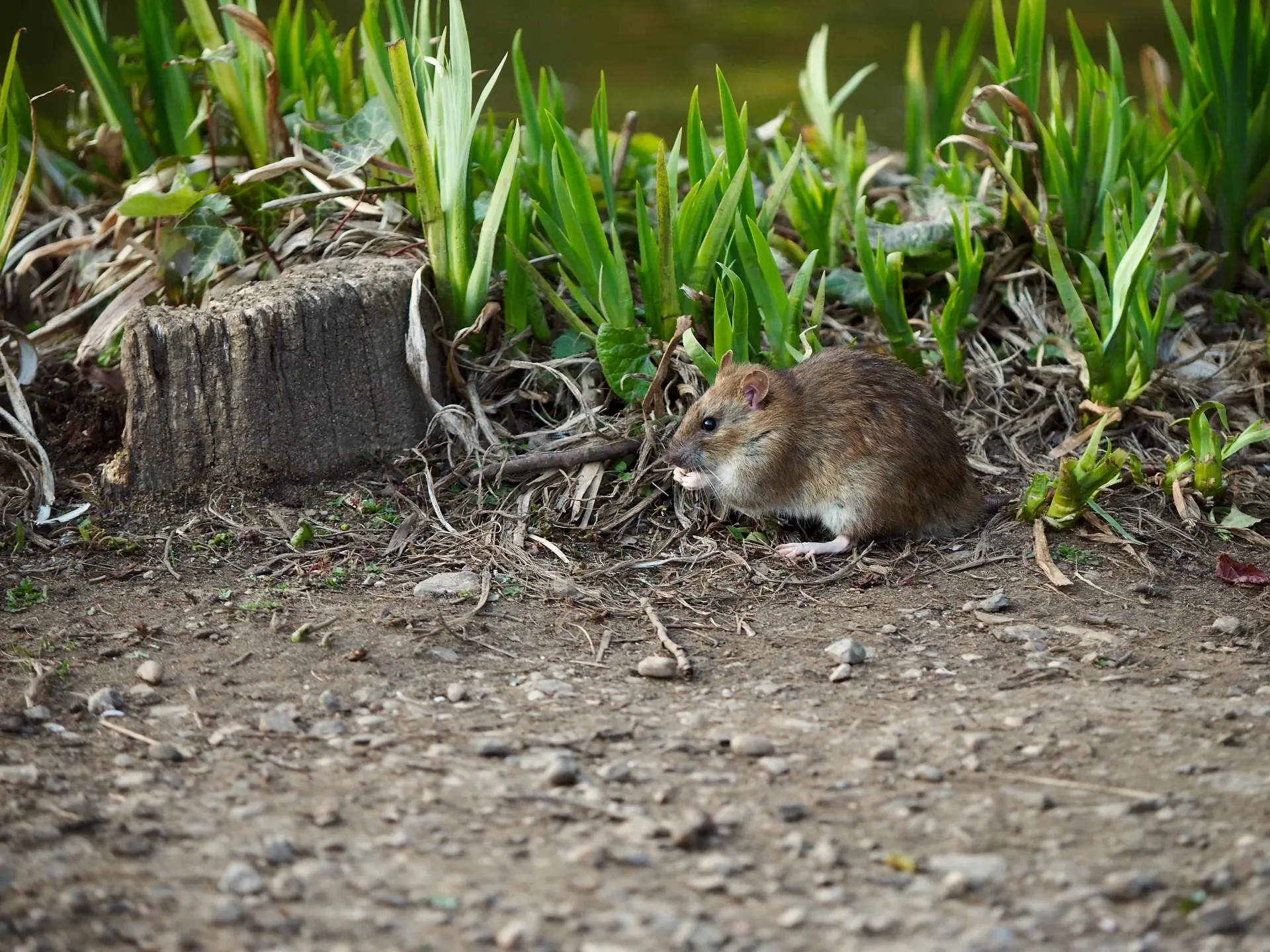 Farms and Rural Rodent Management