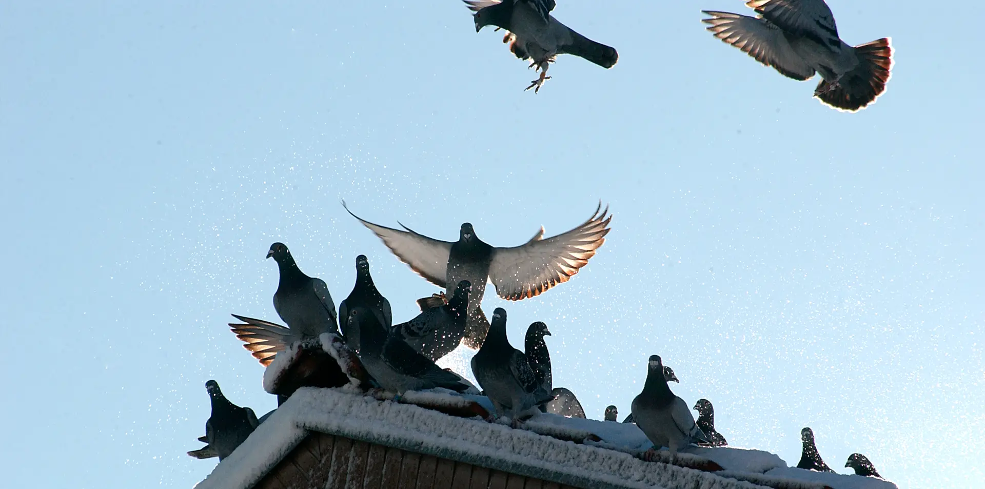 Importance of Bird Control for Businesses