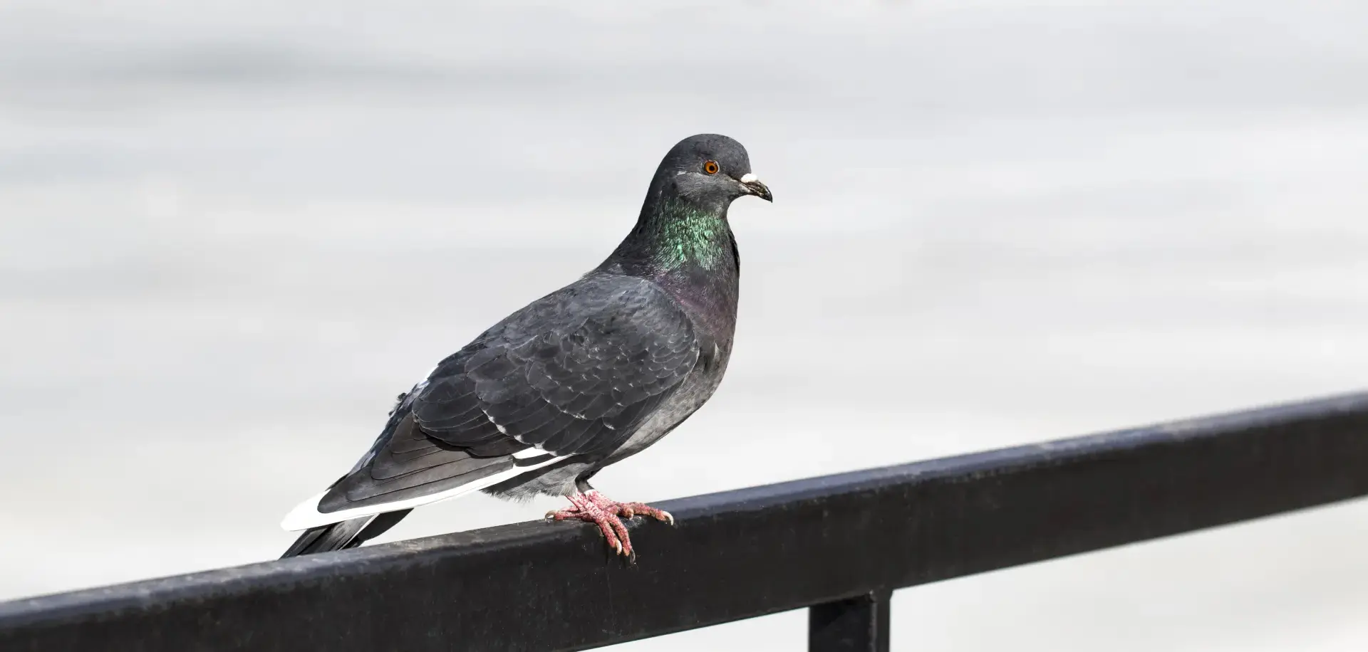 How to Stop Birds Nesting in Unwanted Places How to Stop Birds Nesting in Unwanted Places