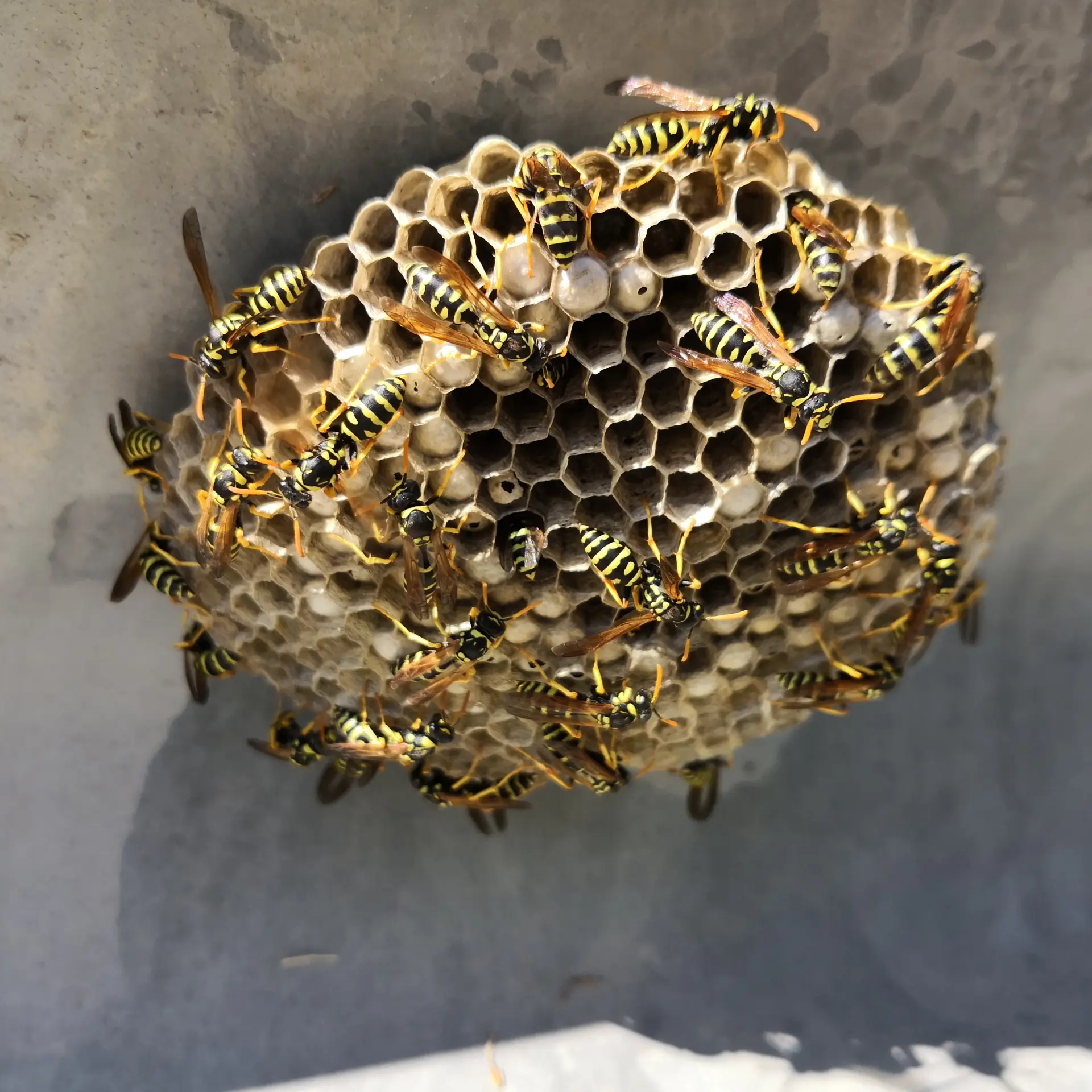 Protecting Your Businesses From Wasps