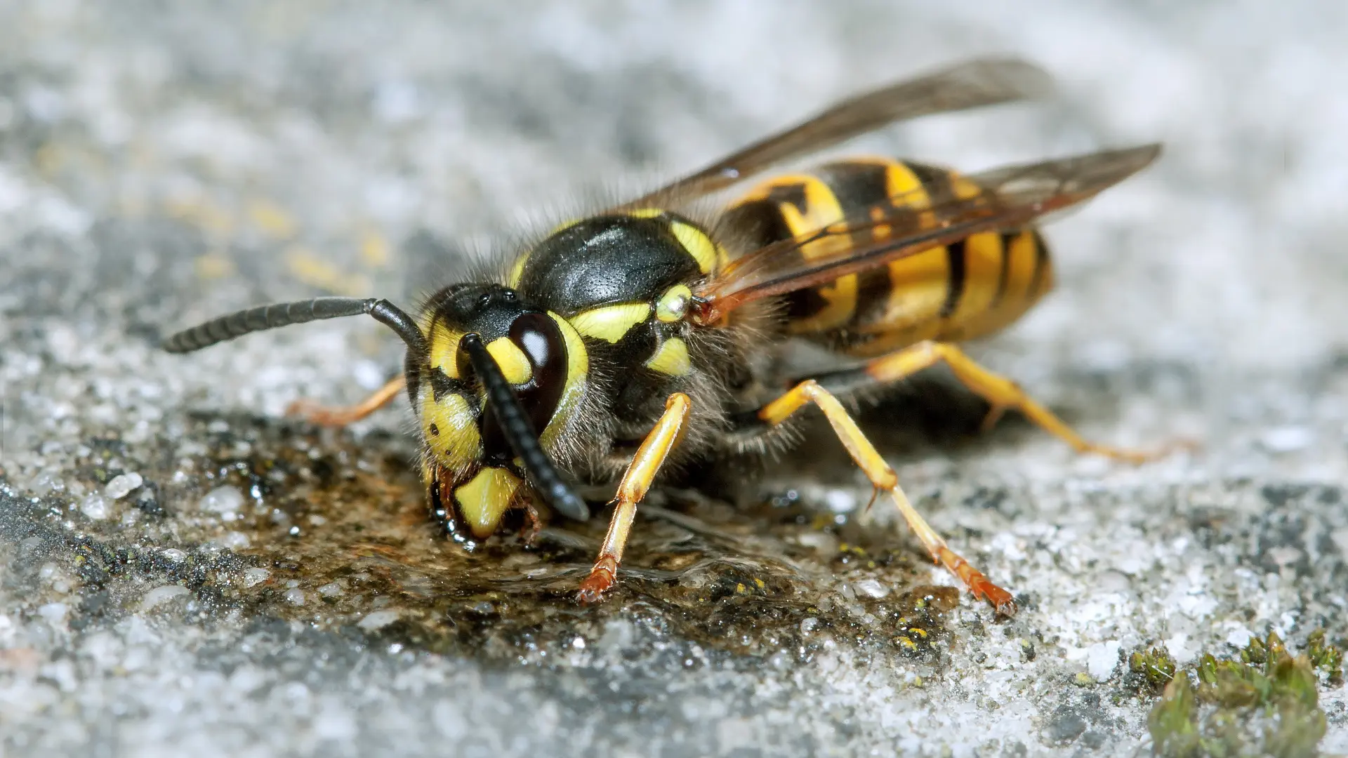 How To Spot A Wasp Nest Early On