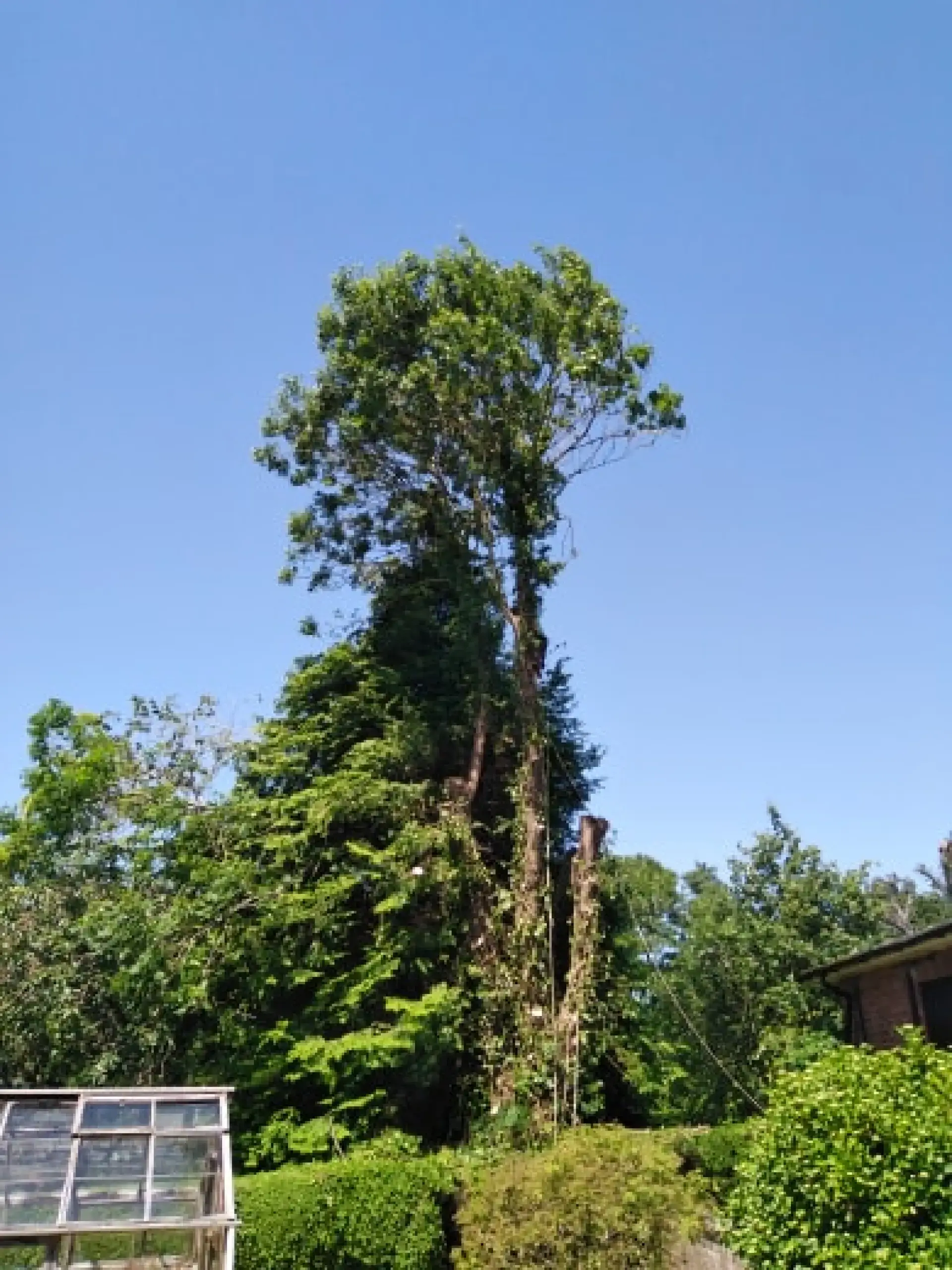 Tree Planting Services Malvern, Ledbury, Worcester