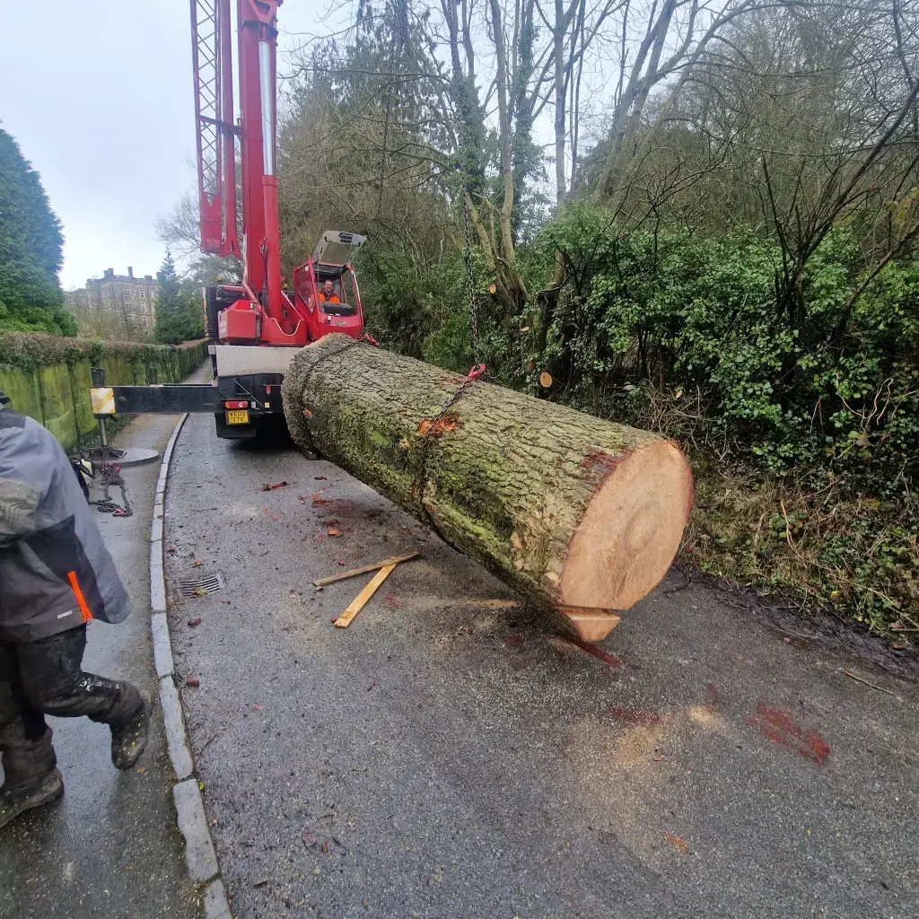 Bromyard Tree Felling Services