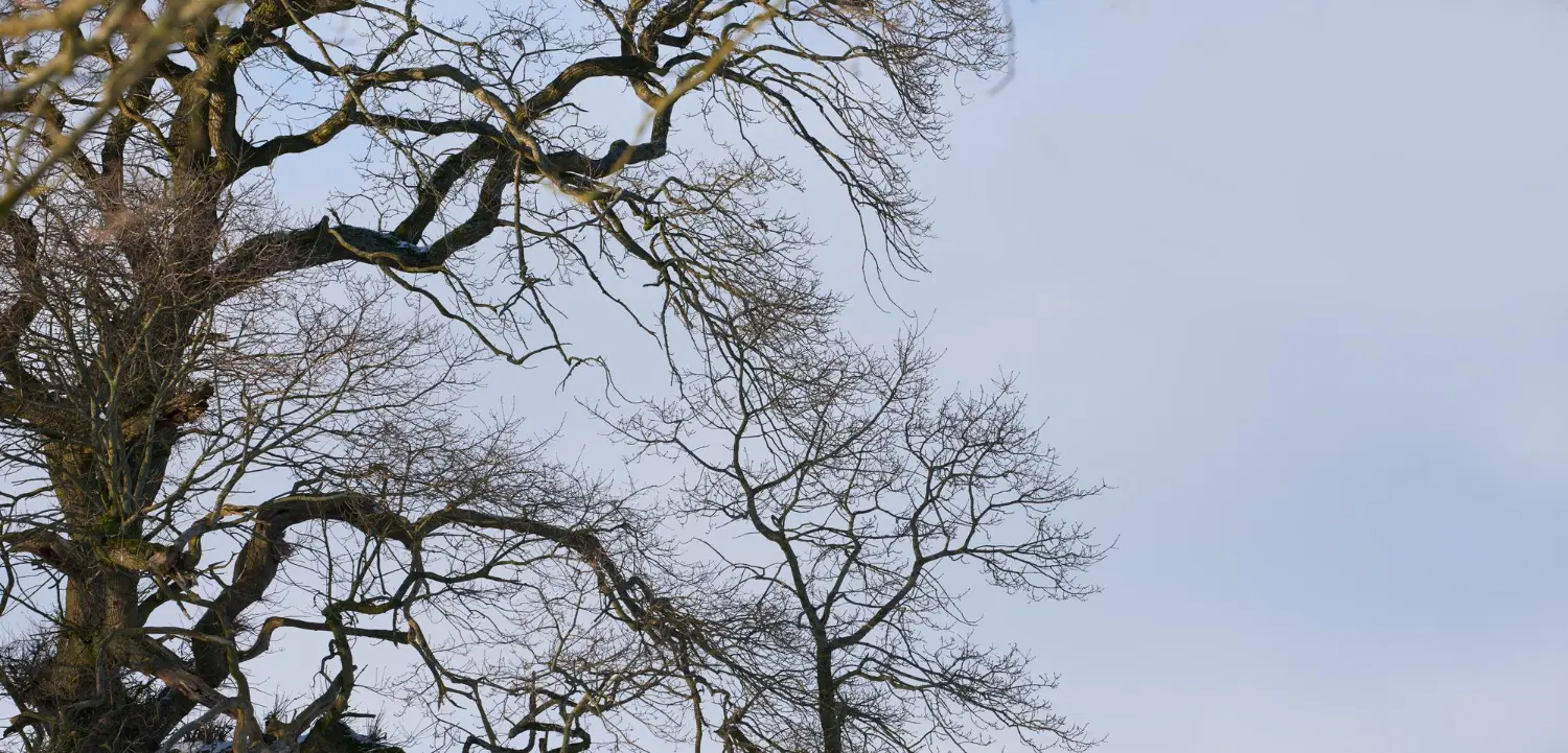 When Is Emergency Tree Removal Required When Is Emergency Tree Removal Required