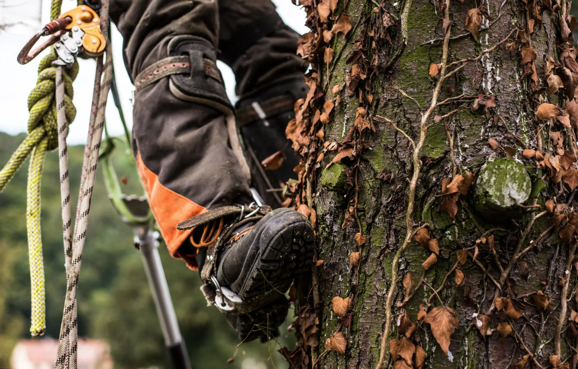 Can Crown Reduction Make a Tree Safer Can Crown Reduction Make a Tree Safer