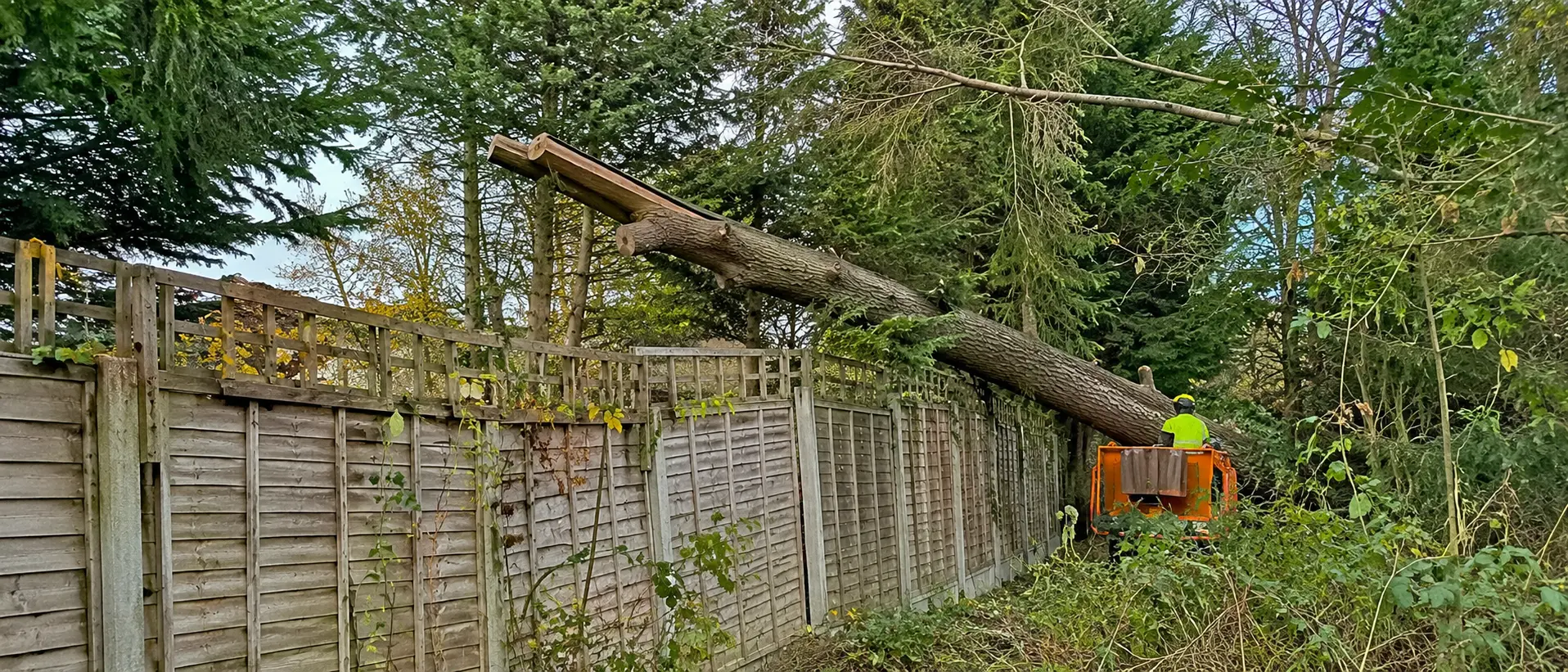 What Equipment Is Used for Emergency Tree Removal