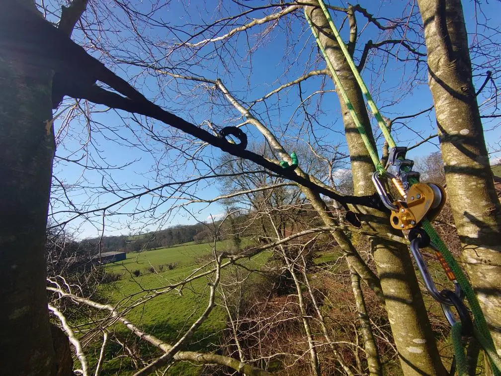 What Is a Tree Bracing Service and When Is It Needed