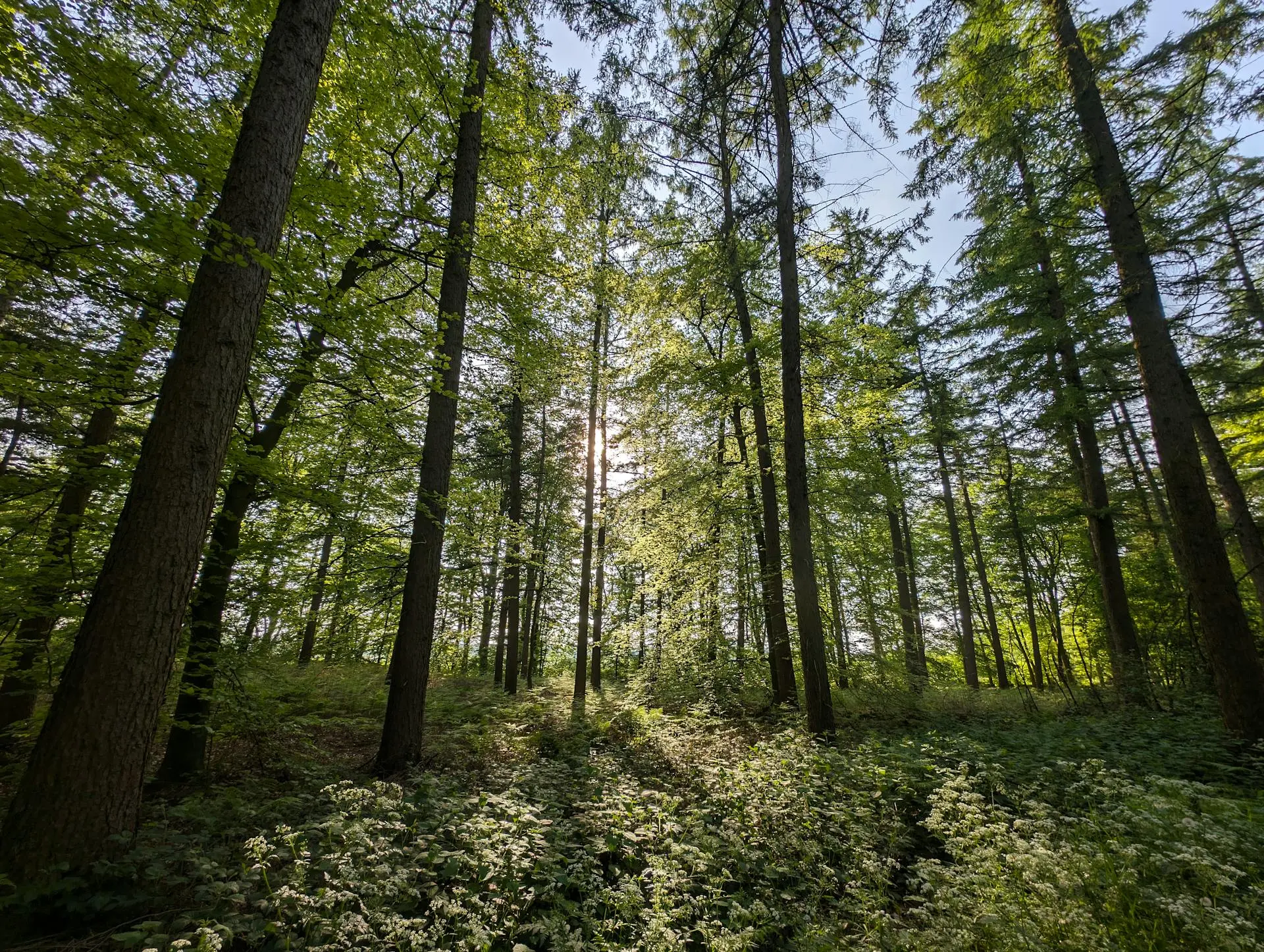 How Forestry Management Helps Reduce Fire Risk How Forestry Management Helps Reduce Fire Risk Image