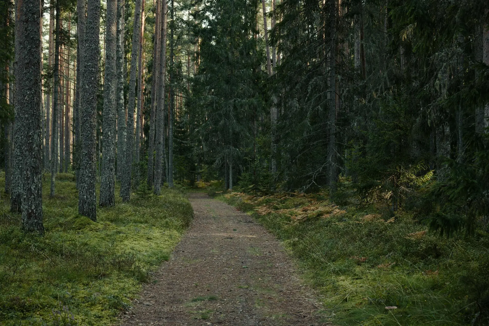 Safe Access in Forests