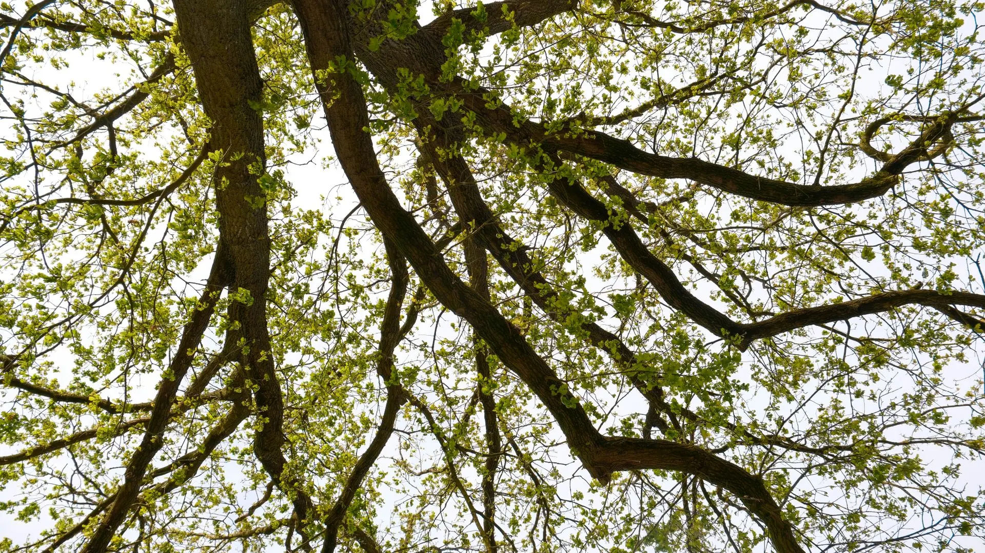When Does a Tree Need Crown Reduction When Does a Tree Need Crown Reduction