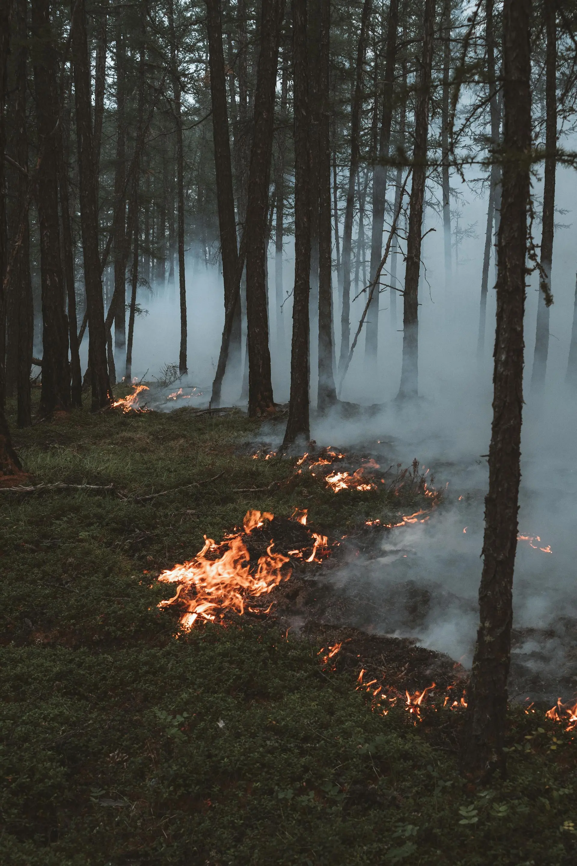 Forest Fire Hazards