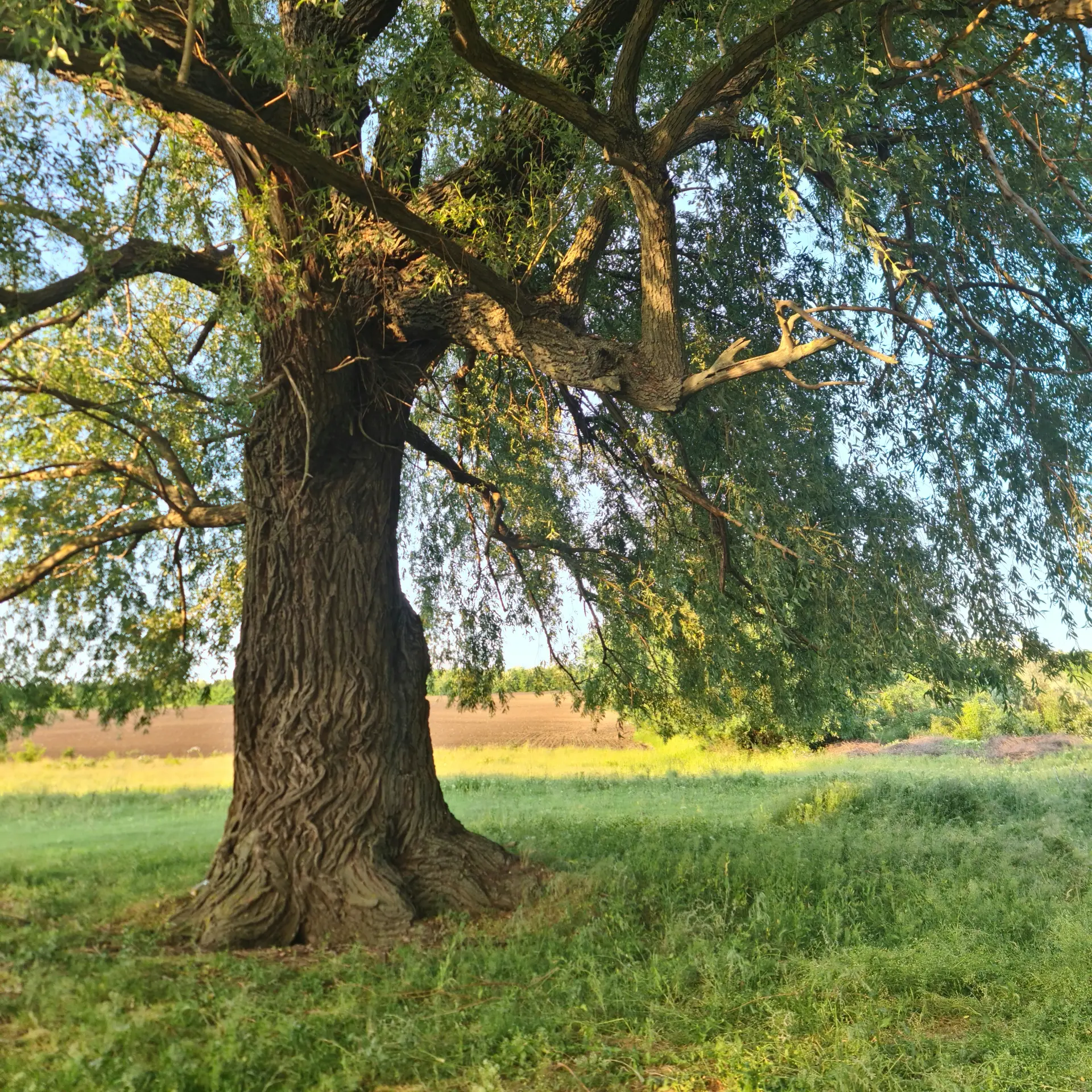 When Storm-Damaged Trees Need Removing