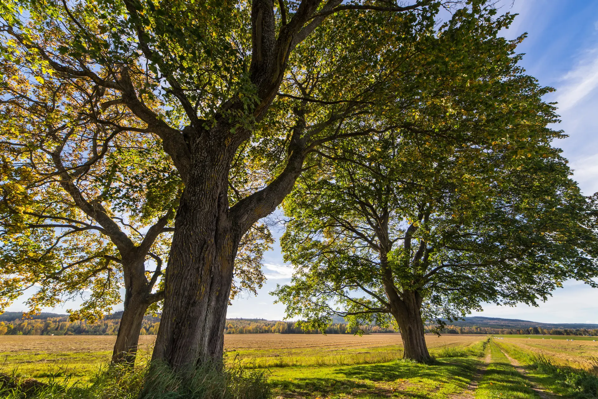 Signs that Tree Removal is Needed