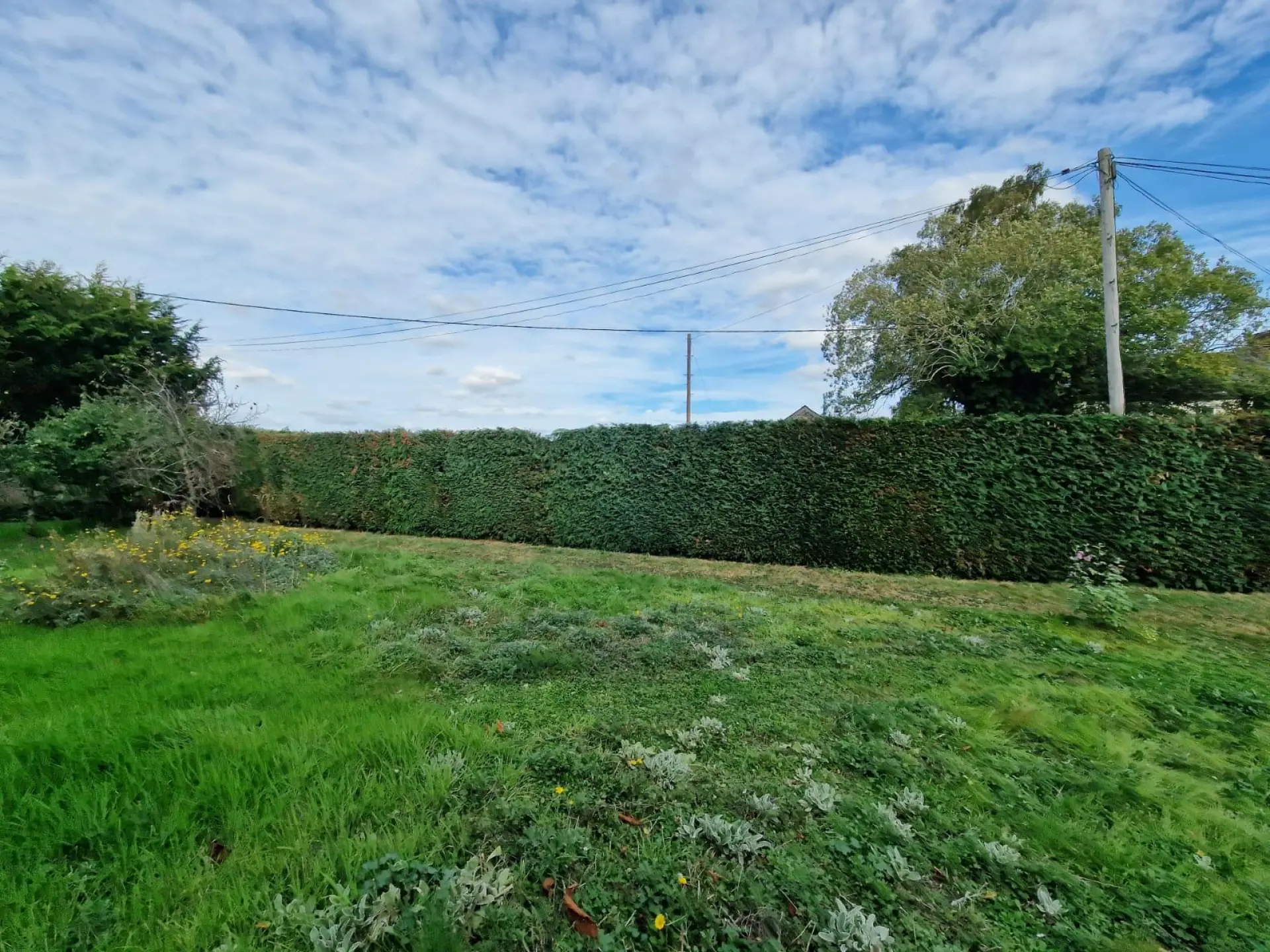 Hedge Maintenance Alresford