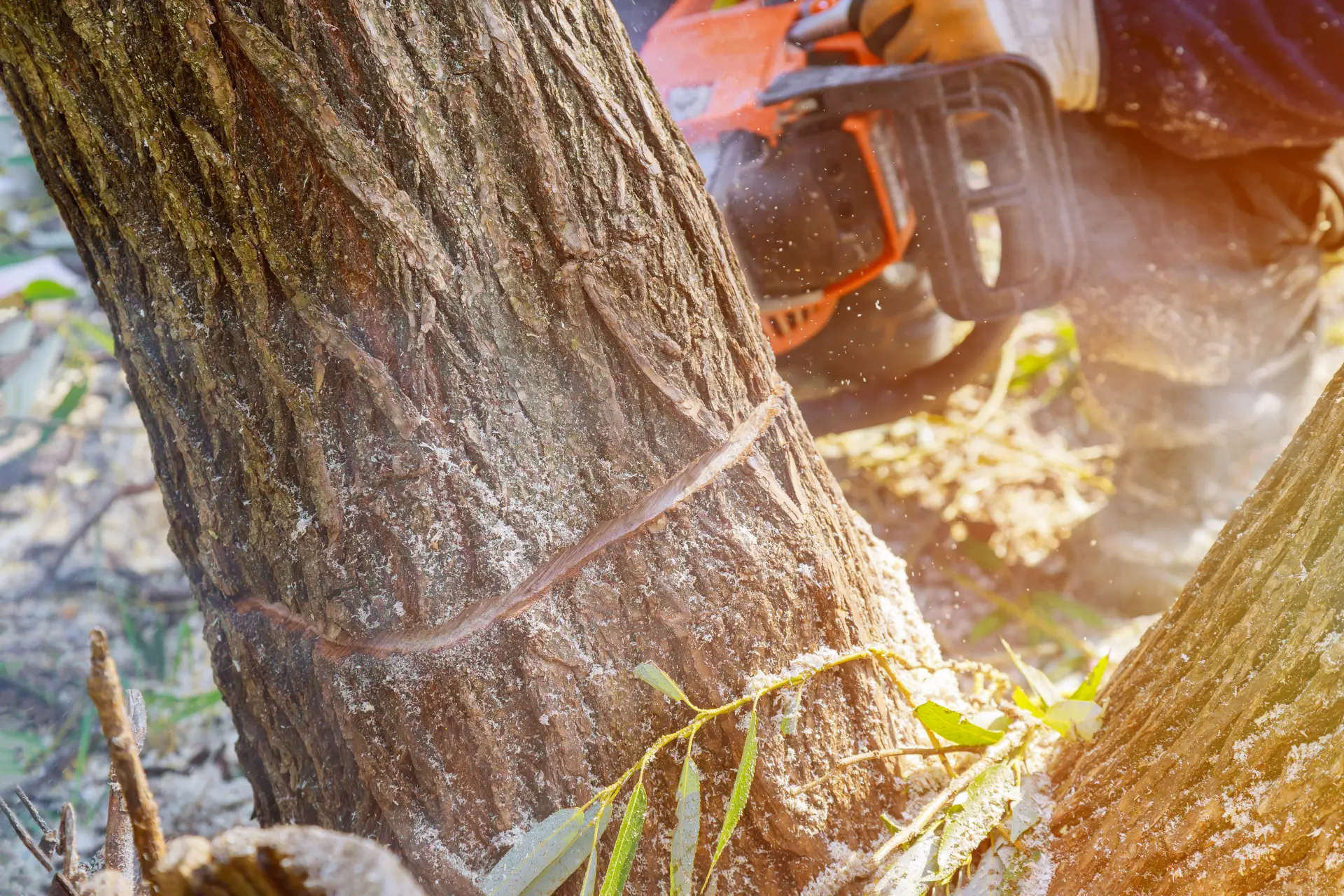 Tree Removal Alresford, Colchester, Essex