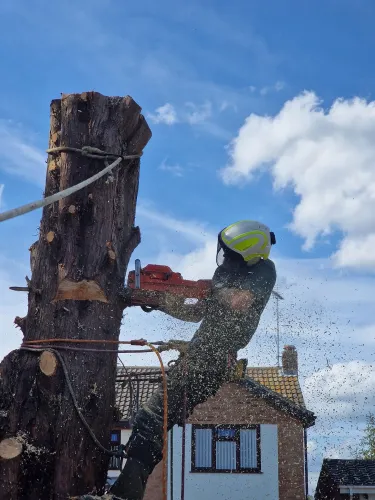 Tree surgeon in climbing helmet sectioning a tree trunk with a chainsaw, sawdust flying