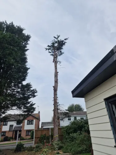 Tall conifer stripped back to the stem beside a house, ready for dismantling