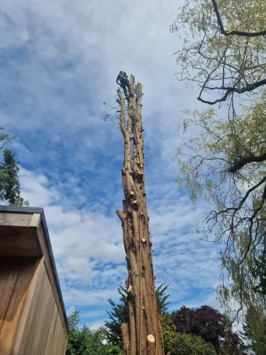 Climber working at the top of a tall multi-stemmed tree during a crown reduction