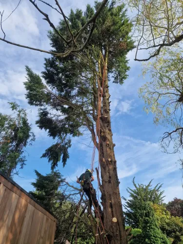Tree surgeon on ropes climbing a large conifer beside a garden fence