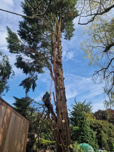 Climber rigging ropes partway up a mature conifer during tree reduction work