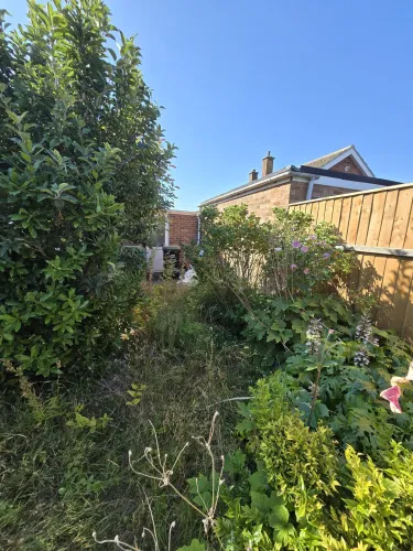 Overgrown back garden with shrubs and weeds crowding the path before clearance