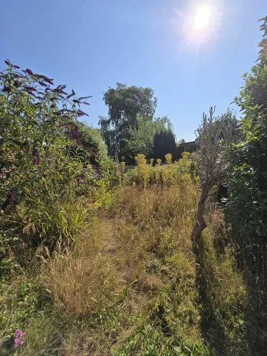 Garden overgrown with long dry grass and weeds before a maintenance visit
