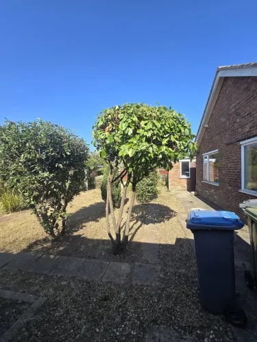 Laurel tree pruned and shaped into a neat canopy beside a bungalow