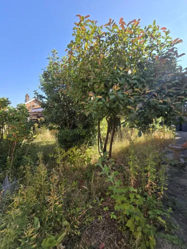 Crown-lifted garden tree with tidied bed underneath after pruning