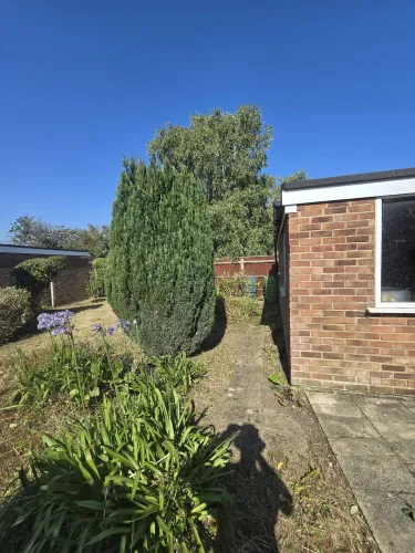 Trimmed conifer beside a garden path with agapanthus flowering in the border