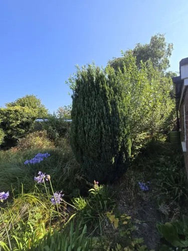 Shaped conifer bush in a tidied border with blue agapanthus flowers