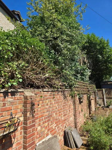 Overgrown shrubs sprawling over a brick garden wall before cutting back