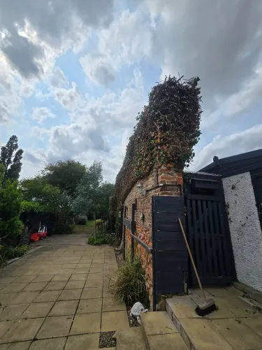Ivy climbing over the wall of a brick outbuilding before removal