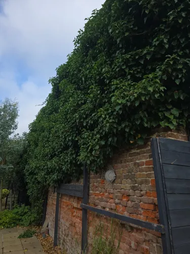 Dense ivy on an old brick garden wall being cut back
