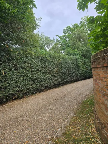 Long clipped hedge beside a gravel driveway after trimming