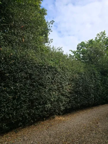 Tall evergreen hedge trimmed straight along a gravel drive
