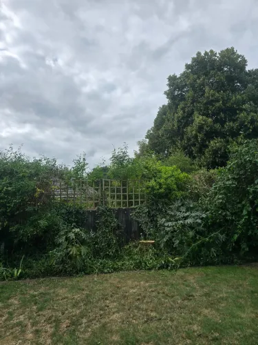 Garden boundary fence and trellis cleared of overgrowth with the lawn tidied