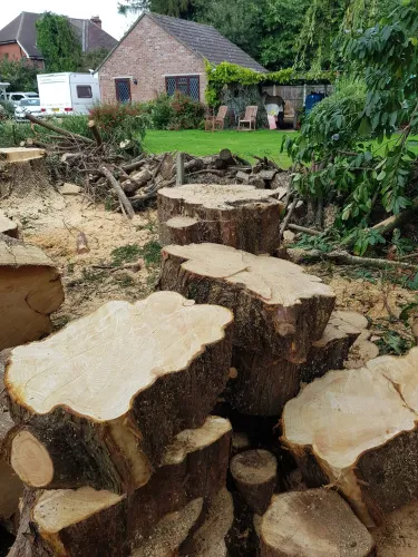 Large trunk sections stacked in a garden after a tree has been felled and logged
