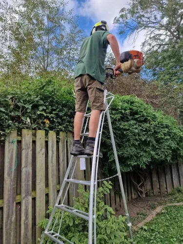 Gardener on a tripod ladder cutting back growth along a fence with a petrol trimmer