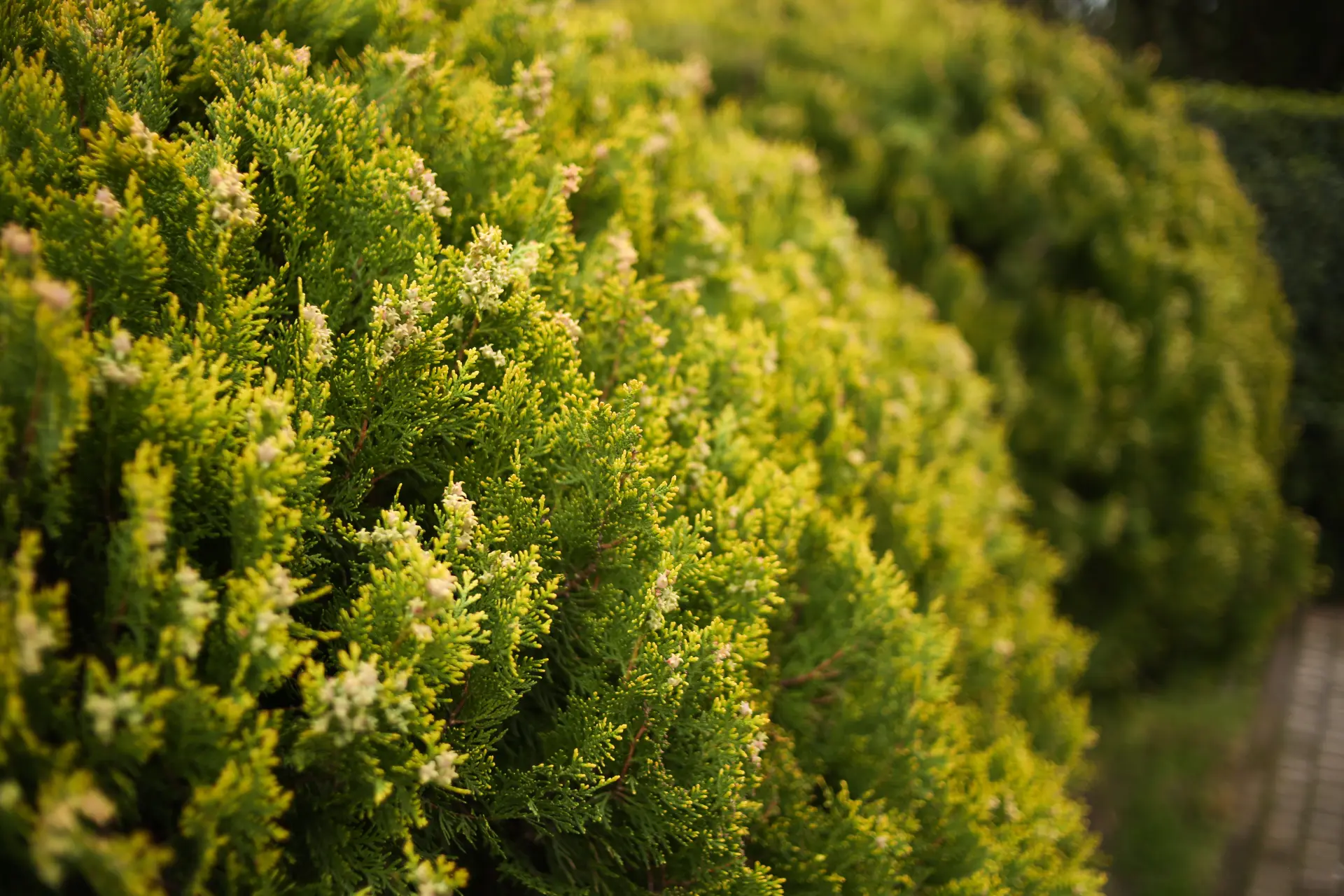 Low-Maintenance Plants - Plants to Grow Around Your Garden Decking