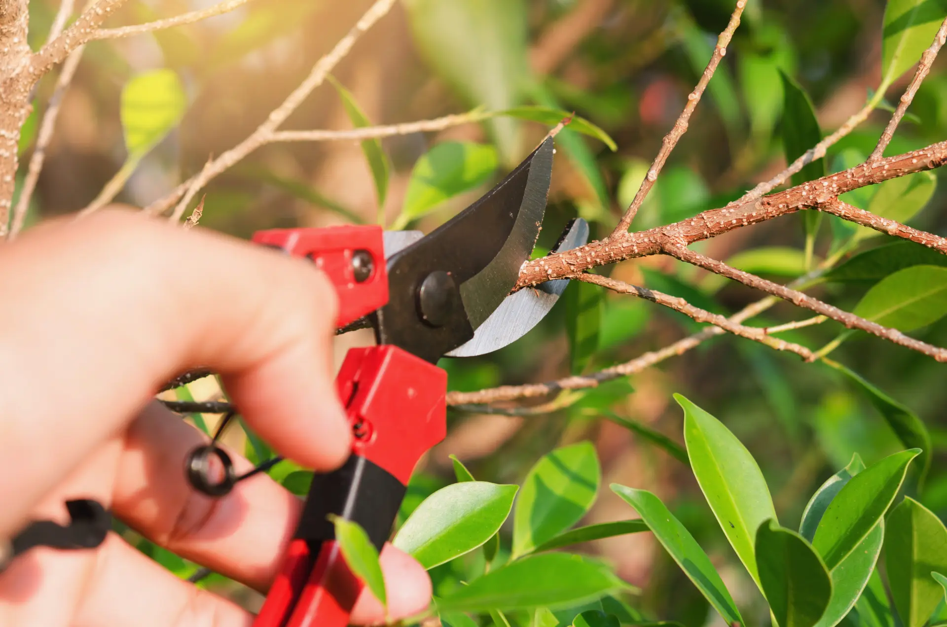Cut and Prune Regularly
