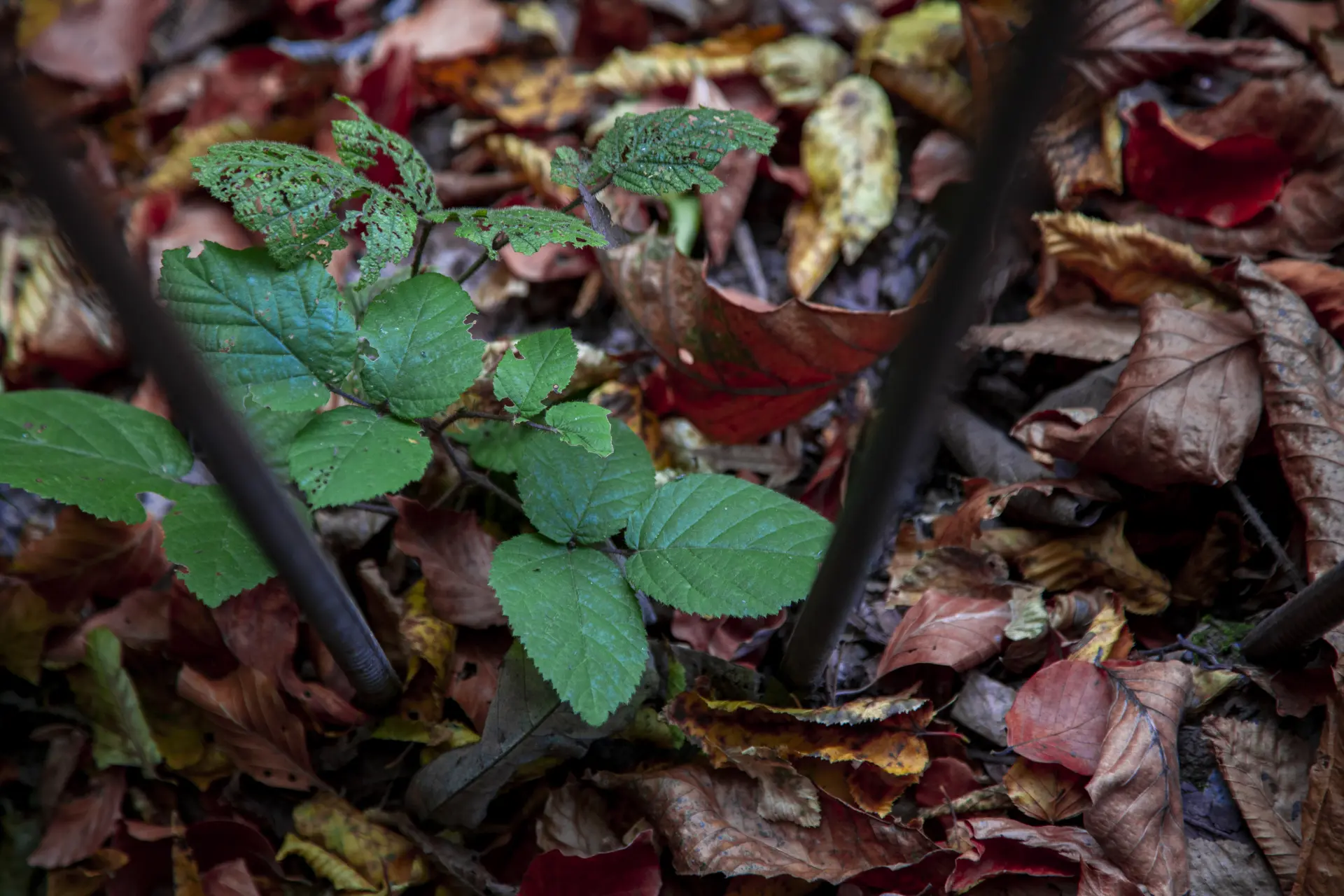 Tips for Managing Garden Waste at Home Image
